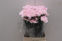 Dianthus Single Bridal Damascus 70cm