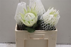 Protea Cynaroides Ayoba Arctic Ice 50cm