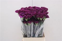 Dianthus Single Moontea 70cm