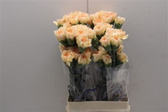Dianthus Single Crimea 70cm