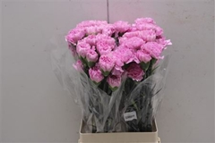 Dianthus Single Clearwater 75cm