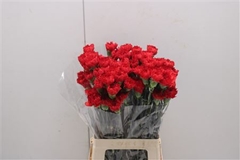 Dianthus Single Red Magic 70cm