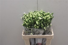 Dianthus Spray Single Solomio Bern 60cm