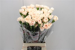Dianthus Single Apple Tea 70cm