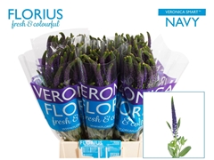 Veronica Smart Navy 50cm