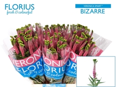 Veronica Smart Bizarre 50cm