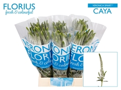 Veronica Smart Caya 50cm