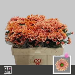 Chrysanth Santini Bluff Salmon 50cm 24gr.
