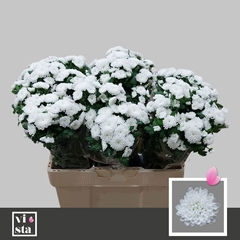 Chrysanth Santini Baykal 50cm 28gr.
