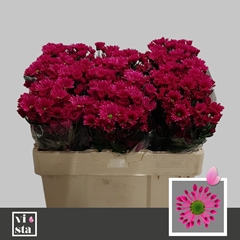 Chrysanth Santini Aaa Bluf Purple 50cm 24gr.