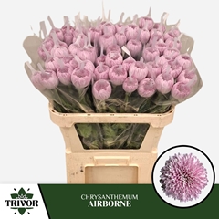 Chrysanth Single Airborn 70cm 70gr.