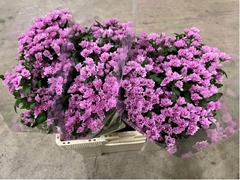 Chrysanht Spray Aaa Pinkpop 50cm 24gr.