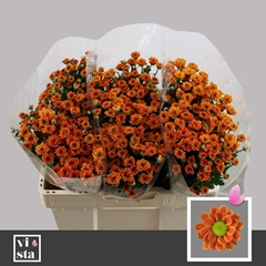 Chrysanth Santini Insta 50cm 24gr.