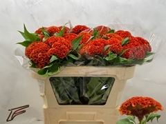 Celosia Extreme Orange 56cm