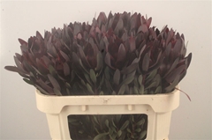 Leucadendron Safari Sunset 70cm
