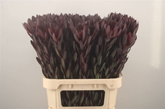 Leucadendron Safari Sunset 90cm