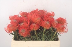 Leucospermum Succession 50cm