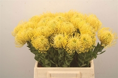 Leucospermum High Gold 40cm