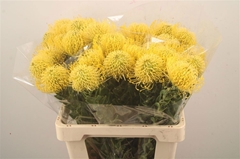 Leucospermum High Gold 60cm