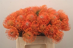 Leucospermum Ayoba Mandarin Zest 40cm
