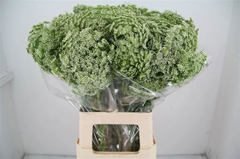 Ammi Visnaga Casablanca 70cm