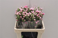 Dianthus Spray Cherry Tessino 60cm