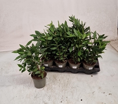 Laurus 14Ø 42cm