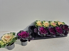 Brassica Oleracea 9Ø 12cm