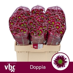 Chrysanth Santini Doppia 55cm 40gr.