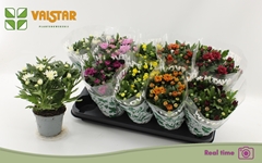 Chrysanth Mix 8 Colours 12Ø 25cm