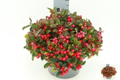 Gaultheria Procumbens 23Ø 30cm