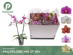 Phalaenopsis Multiflora Mix 6 Colours 12Ø 55cm 2st