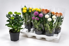 Chrysanth Flowerpops Mix 14Ø 36cm