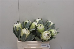 Protea Magnifica Polar Princess 50cm