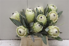 Protea Magnifica Polar Princess 40cm
