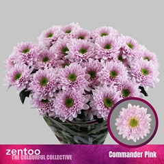 Chrysanth Spray Commander Pink 70cm 85gr.