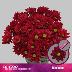 Chrysanth Spray Mexicano 70cm 80gr.