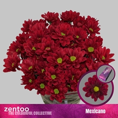 Chrysanth Spray Mexicano 70cm 80gr.