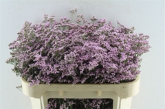 Limonium Safora Oshi Pink 70cm 40gr.