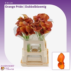 Zantedeschia Orange Pride 60cm Twisted