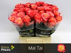 Rosa Mai Tai 40cm