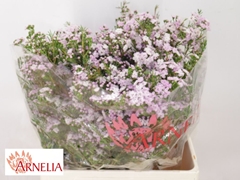 Chamelaucium Dancing Queen 65cm 70gr.