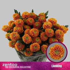 Chrysanth Spray Lionking 70cm 85gr.