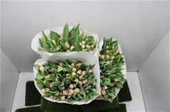 Tulip Double Endless Love 40cm 35gr.