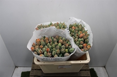 Tulip Double Orange Princes 35cm 35gr.