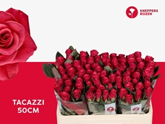 Rosa Tacazzi+ 50cm