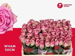 Rosa Wham 50cm