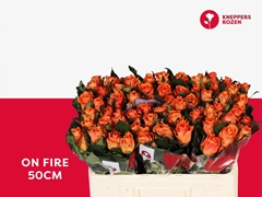 Rosa On Fire 50cm
