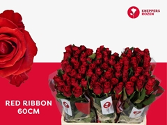 Rosa Red Ribbon 60cm