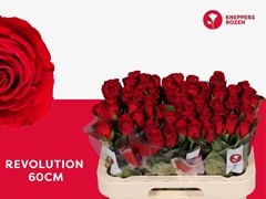 Rosa Revolution 60cm
